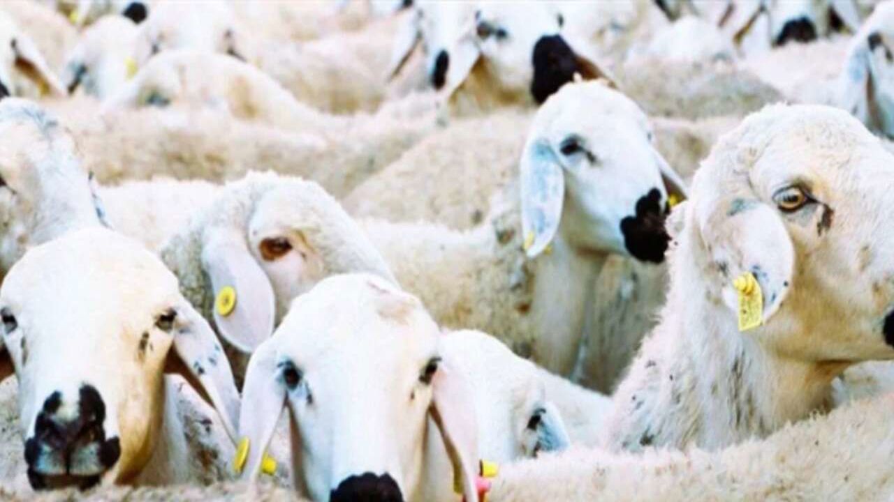 “100 koyun” desteğine büyük ilgi! Başvurular rekor seviyeye ulaştı